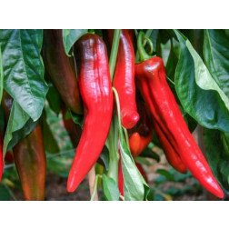 Paprika - Corno Rosso - BIODYNAMISCH