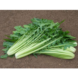 Snijlof - Catalogna - Aurelia - BIO - 50% korting wegens verminderde kiemkracht