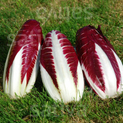 Roodlof Radicchio - Treviso 206 TT - BIODYNAMISCH