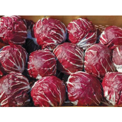 Roodlof - Radicchio - 506 TT - BIODYNAMISCH