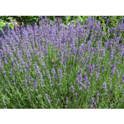 Lavandula officinalis - Lavendel - BIODYNAMISCH