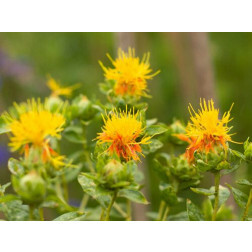 Carthamus tinctorius - Saffloer - BIODYNAMISCH - 50% korting wegens verminderde kiemkracht