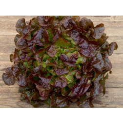 Eikenbladsla - Rubinette - BIODYNAMISCH