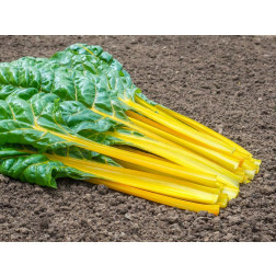 Warmoes/snijbiet geel - Pirol - BIODYNAMISCH