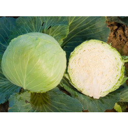 Witte kool - Donator - BIODYNAMISCH