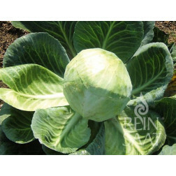 Witte kool - Dowinda - BIODYNAMISCH - 50% korting wegens verminderde kiemkracht