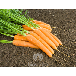 Wortel - Miranda - BIODYNAMISCH - 70% korting wegens verminderde kiemkracht