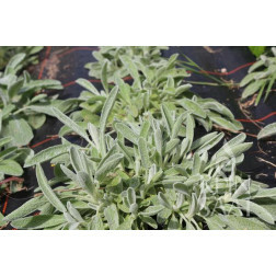 Sideritis syriaca - Griekse bergtee - BIODYNAMISCH