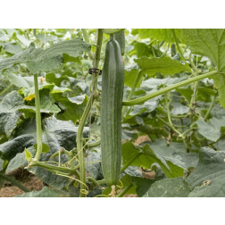Komkommer - Cleopha - BIODYNAMISCH
