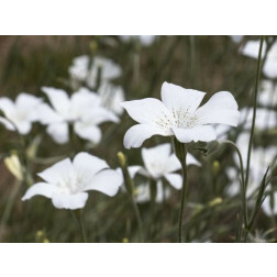 Agrostemma gracilis - Oosterse bolderik - BIODYNAMISCH - 50% korting wegens verminderde kiemkracht