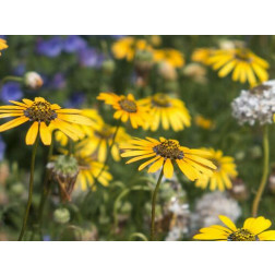 Ursinia calendulifolia - Golden Marigold (Bergmargriet) - BIODYNAMISCH