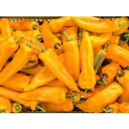 Paprika - Corno Giallo - BIODYNAMISCH