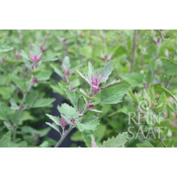 Boomspinazie - Chenopodium giganteum - BIODYNAMISCH - 50% korting - verminderde kiemkracht