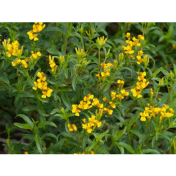 Tagetes lucida - Mexicaanse dragon - BIODYNAMISCH