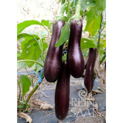 Aubergine - Violette Lunga 3 - BIO - 50% korting wegens verminderde kiemkracht