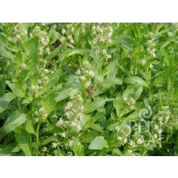 Reseda odorata - Welriekende reseda - BIO - 50% korting - verminderde kiemkracht