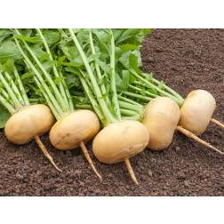 Meiraap - Petrowski - BIODYNAMISCH - 50% korting wegens verminderde kiemkracht