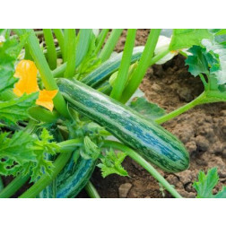 Courgette - Cocozelle von Tripolis - BIODYNAMISCH