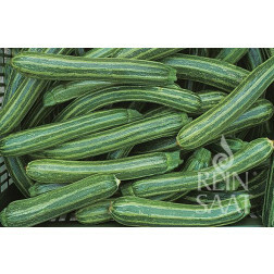 Courgette - Striato d'Italia - BIODYNAMISCH