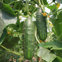 Komkommer - Marketmore - BIO