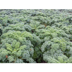 Boerenkool - Halbhoher grüner Krauser (Halfhoge groene) - BIODYNAMISCH