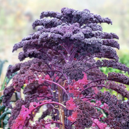 Boerenkool - Roter Grünkohl - BIO