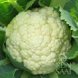 Bloemkool - Goodman - BIODYNAMISCH