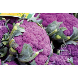 Bloemkool - Di Sicilia violetto - BIODYNAMISCH