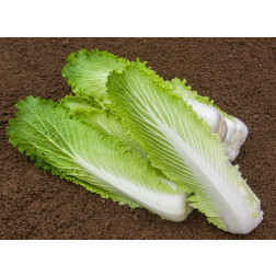 Chinese kool - Granat - BIODYNAMISCH