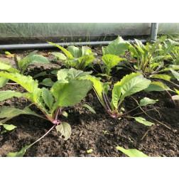 Bladmosterd - Pink Lettucy - BIO