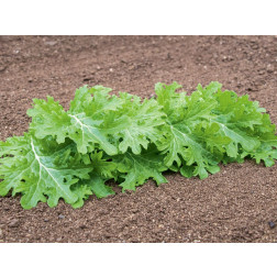 Aziatische sla - Wasabino - BIODYNAMISCH