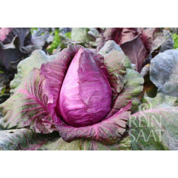 Spitskool rood - Kalibos - BIODYNAMISCH