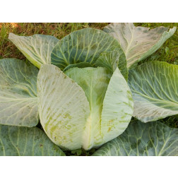 Witte kool - Marwei - BIODYNAMISCH