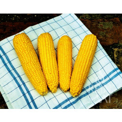 Suikermaïs - True Sweet Gold - BIO - 50% korting wegens verminderde kiemkracht