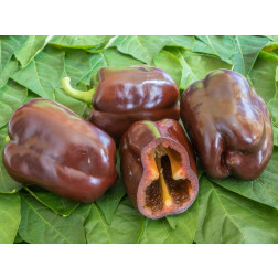 Paprika - Chocobel - BIODYNAMISCH