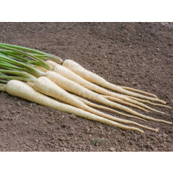 Pastinaak - White Gem - BIODYNAMISCH - 50% korting wegens verminderde kiemkracht