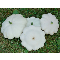 Patisson - blanc - BIODYNAMISCH