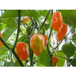 Chilipeper - Habanero Orange - BIODYNAMISCH
