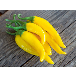 Chilipeper - Gelbes Rüsselchen - BIODYNAMISCH