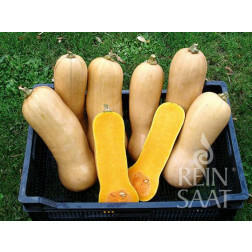Pompoen - Butternut Waltham - BIO