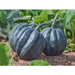 Pompoen -  Table Queen - BIODYNAMISCH