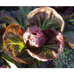 Roodlof-Radicchio - Palla Rossa 3 - BIO