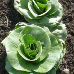 Groenlof - Grumolo verde - BIO - 50% korting wegens verminderde kiemkracht