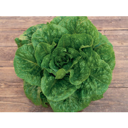 Romeinse sla - Valmaine - BIODYNAMISCH - 50% korting - verminderde kiemkracht
