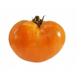 Tomaat - Coeur de Boeuf Orange - BIO