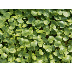 Nasturtium officinale - Waterkers - BIO