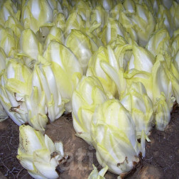 Witlof - Brussels loof / Di Bruxelles - BIODYNAMISCH