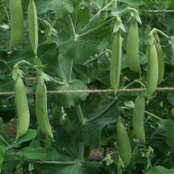 Suikererwt - Sugar snap - Nairobi - BIO