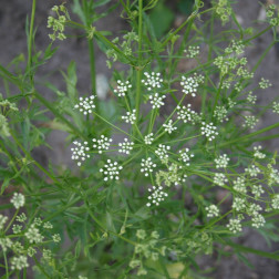 Pimpinella anisum - Anijs - BIO