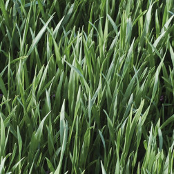 Winterrogge - groenbemester - 75 g - BIO